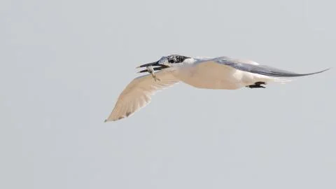 Sandwich Tern Stock Photos
