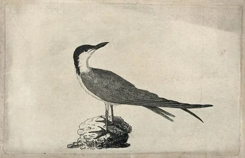 A sandwich tern (Sterna species). Etching by Eliza D. Stock Illustration