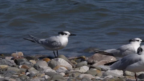 Sandwich tern Ternus sandvicicus perching on rock at shore Video stock 98917866