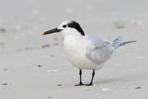 Sandwich Tern in winter plumage on a Florida beach Stock Photos