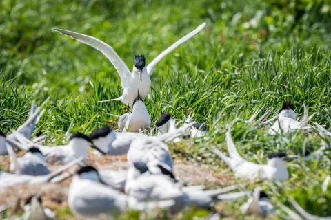 Sandwich terns mating Stock Photos