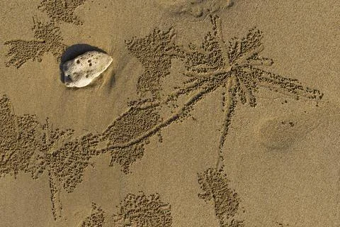 Sandworms form patterns on the beach of Khao Lak, beach, pattern, texture, art 写真素材