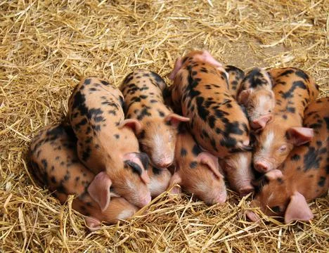 Sandy and Black Piglets. Stock Photos