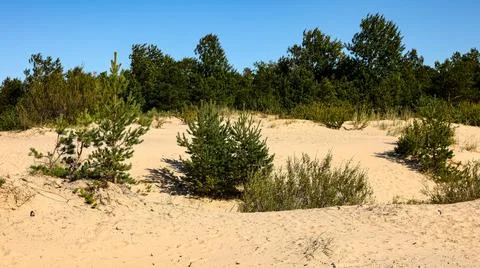 A sandy area with trees in the background, under the sky Stock Photos