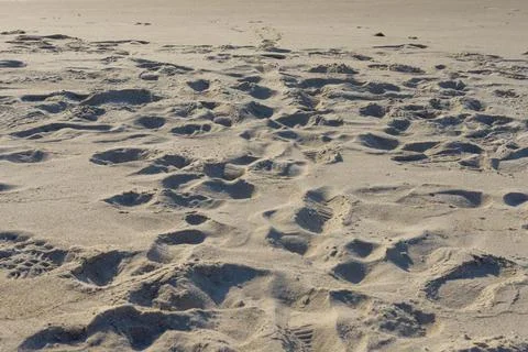 Sandy background with footprints on the sand Stock Photos