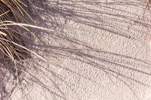 Sandy background with shadows from tall grass. Stock Photos