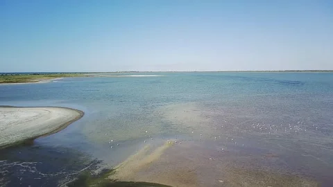 Sandy Bay with Flocks of Birds. Stock Footage 317076255