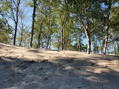 Sandy beach and trees Stock Photos