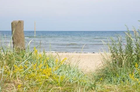 Sandy beach and vegetation Stock Photos