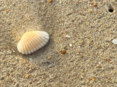 Sandy beach background, shells, white foam waves (7) Foto stock