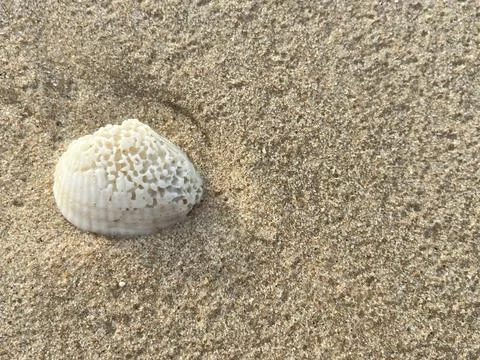 Sandy beach background, shells, white foam waves (8) Stock Photos