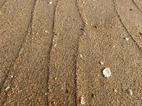 Sandy beach background, shells, white foam waves (5) Stock Photos