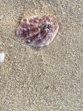 Sandy beach background, shells, white foam waves (2) Stock Photos