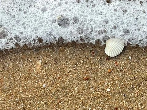 Sandy beach background, shells, white foam waves (15) Stock Photos