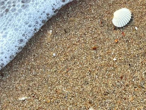 Sandy beach background, shells, white foam waves (14) Stock Photos
