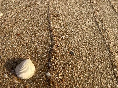 Sandy beach background, shells, white foam waves (3) Stock Photos