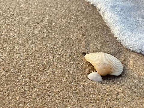 Sandy beach background, shells, white foam waves (11) Stock Photos
