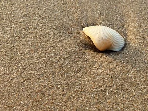 Sandy beach background, shells, white foam waves (10) Stock Photos