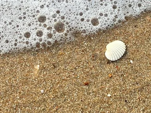Sandy beach background, shells, white foam waves (13) Stock Photos