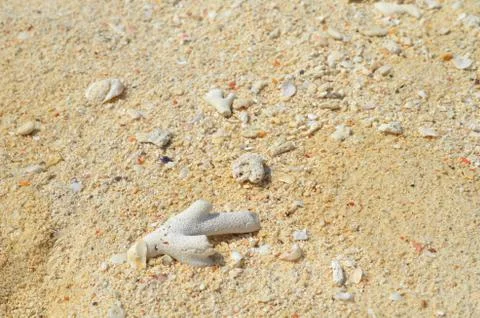 Sandy beach background for summer. Sand texture. Macro shot. Stock Photos