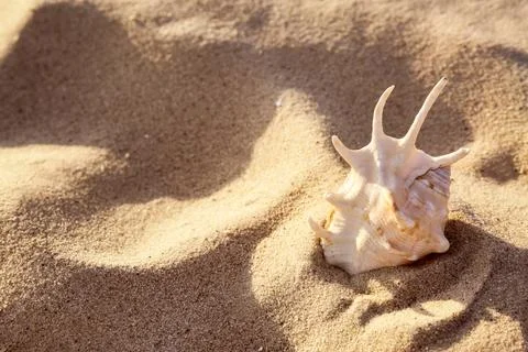 Sandy beach with beautiful seashell on sunny summer day. Space for text Stock-Fotos