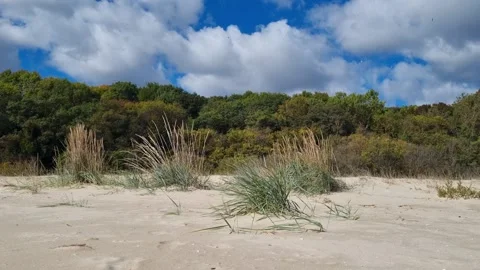Sandy beach dunes with green grass under cloudy blue sky Stock Footage 319252402