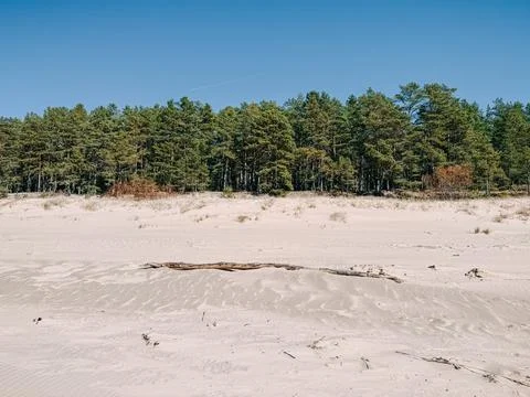 Sandy Beach Dunes with Pine Forest Under Clear Blue Sky Stock Photos