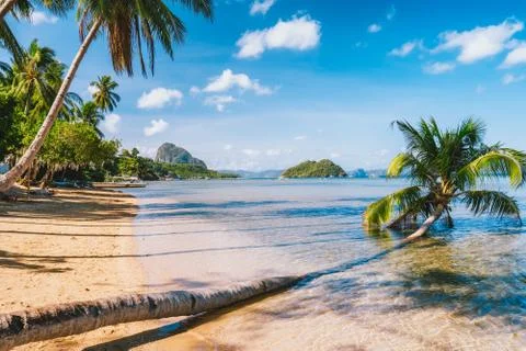 Sandy Beach with fallen palm tree on corong beach, El Nido, Palawan, Philippines Foto stock