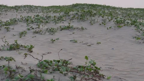 Sandy Beach Stock-Footage 336700109