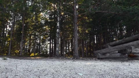 Sandy beach in the forest of finland Stock Footage 94027982