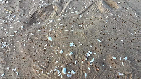 Sandy beach full of sea shells with dropping rain drops, handheld Stock Footage 292867975