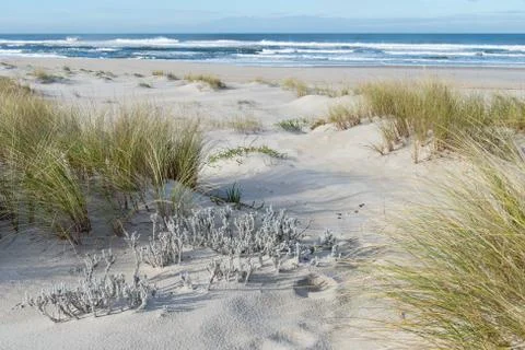 Sandy beach with a grass Foto stock