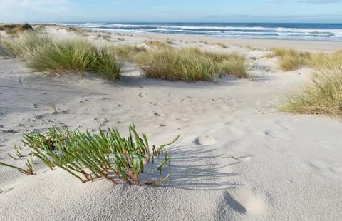 Sandy beach with a grass Stock Photos