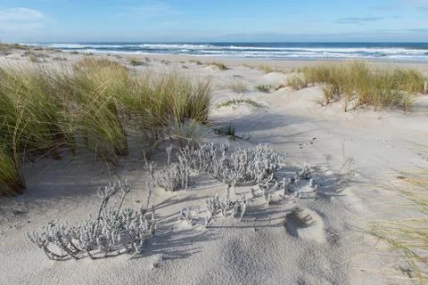Sandy beach with a grass Foto stock