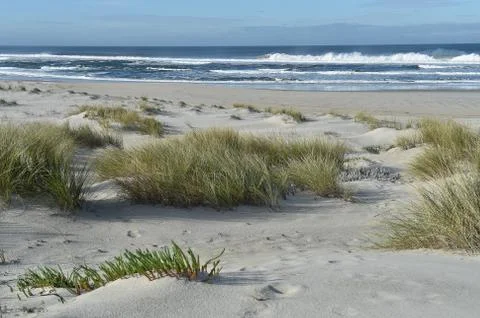 Sandy beach with a grass Stock Photos