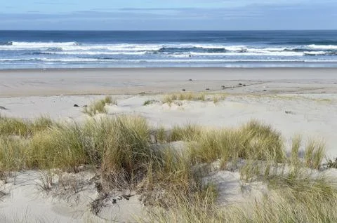 Sandy beach with a grass Stock Photos