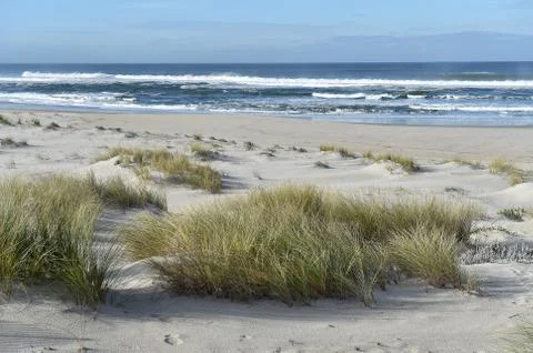 Sandy beach with a grass Stock Photos
