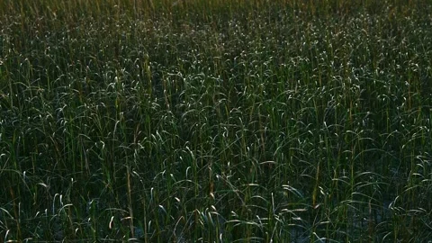Sandy Beach Grass Sunset Stock Footage 256218657