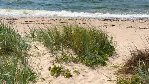 Sandy beach with grass swaying in the wind and waves in the background in Ystad, Stock Footage 341832506