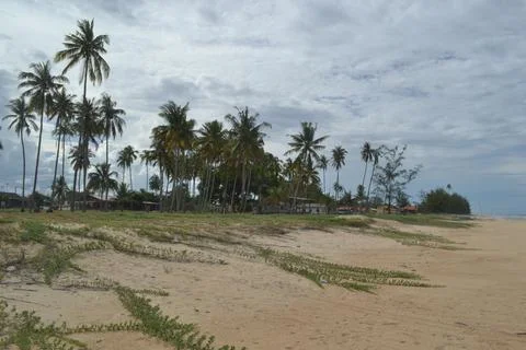 Sandy beach lined Stock Photos