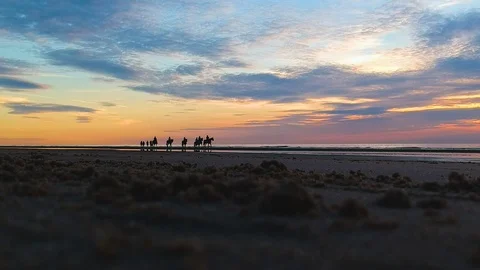 Sandy beach low of horses on beach Stock Footage 122448948