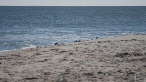 A sandy beach next to the ocean Stock Footage 155399006