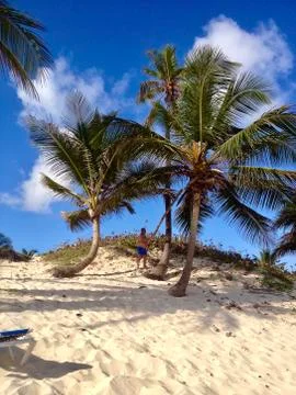 A sandy beach next to a palm tree 库存照片