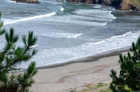 Sandy Beach with Ocean Waves and Pine Trees in Summer Coastal Landscape Stock Photos