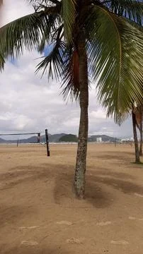 Sandy beach with palm tree Stock Photos