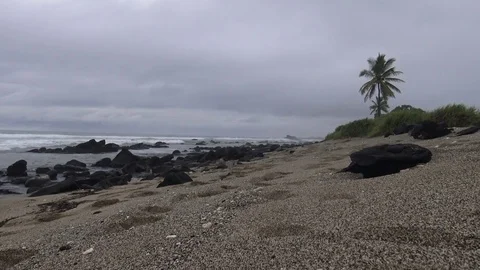 Sandy beach palm trees and lava rock on the beach with sound Stock Footage 81635744