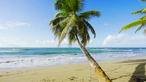 Sandy beach with palm trees and sea waves.  Stock Footage 164181874