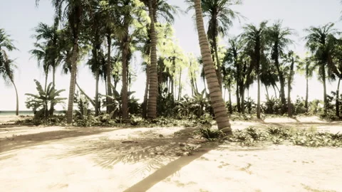 A sandy beach with palm trees and the ocean in the background 스톡 동영상 306039009