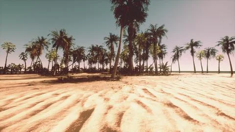 A sandy beach with palm trees and a blue sky Stockillustratie