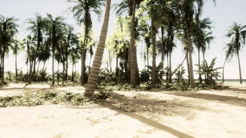A sandy beach with palm trees and the ocean in the background Stock-Illustration